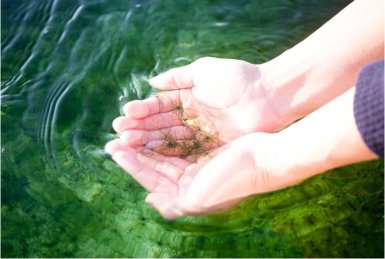 SEAVEGITABLE COMPANY